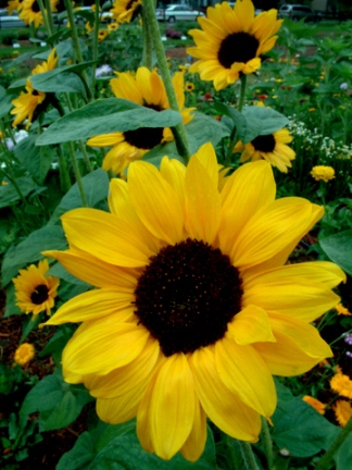 helianthus-annuus-sunflower-csu-23jul04-lah-029