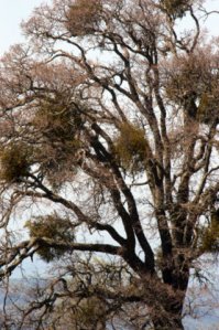 Mistletoe in Oak_MtDiablo-CA_LAH_8868