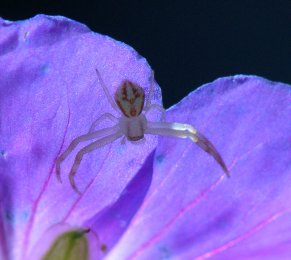 Spider_DBG-CO_LAH_8995