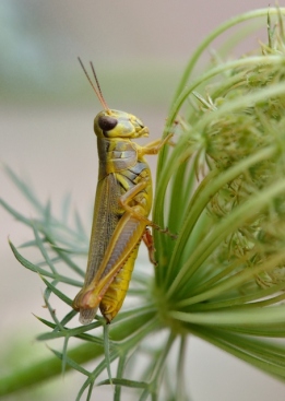 Grasshopper_HudsonGardens-CO_LAH_5840