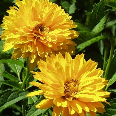 heliopsis-helianthoides-false-sunflower-bloom-2-csur