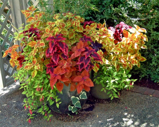 Coleus in containers @DBG 19sept05 LAH 323