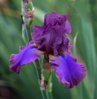 Iris germanica 'Cantina' - Tall Bearded Iris_DBG_20090915_LAH_0582