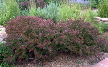 Japanese barberry