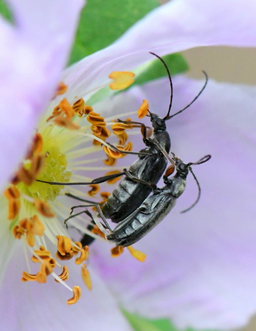Black Long-horned Flower beetles_Brachysomida sp_EmeraldValley-EPC-CO_LAH_0950