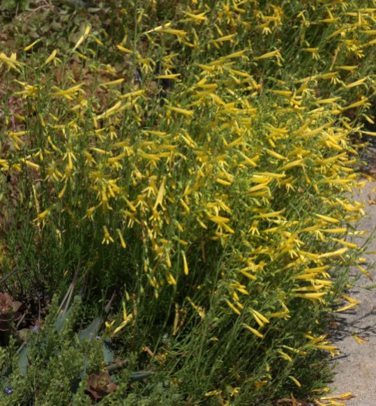 Penstemon pinifolius 'Mersea Yellow'_Pineleaf Penstemon_DBG_LAH_1616