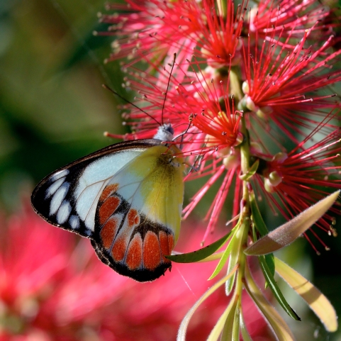 butterfly-on-bottlebrush_daintree-qld-australia_lah_6548f