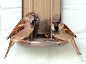 House Sparrows_Gretna-LA_LAH_1853