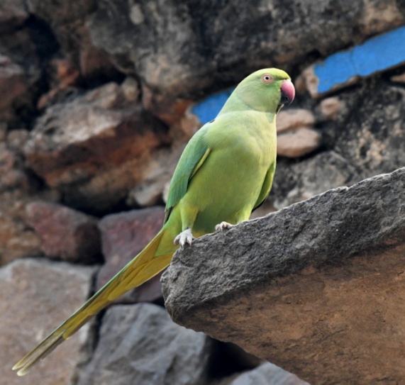 Rose-ringed Parakeet_Lodhi Gardens-NewDelhi-India_LAH_9714