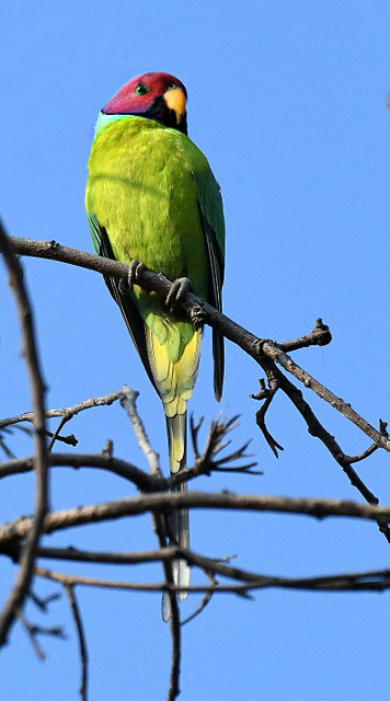 Plum-headed Parakeet_OsmaniaUniv-Hyderabad-India_LAH_1039