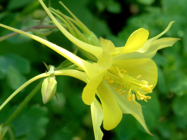 Aquilegia chrysantha_Yellow Columbine_DBG LAH 005