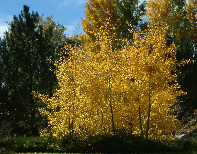 Populus tremuloides - Aspen fall color @Gleneagle area 18oct2005 LAH 018