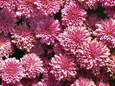 Chrysanthemum hyb bloom pink