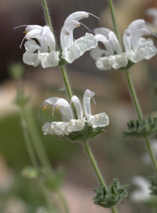 Salvia argentea_Silver Sage_CarnegieLib-CoSpgsCO_LAH_0010