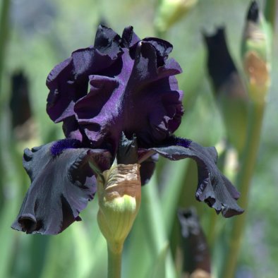 Iris germanica_Bearded Iris_DBG-CO_LAH_6478