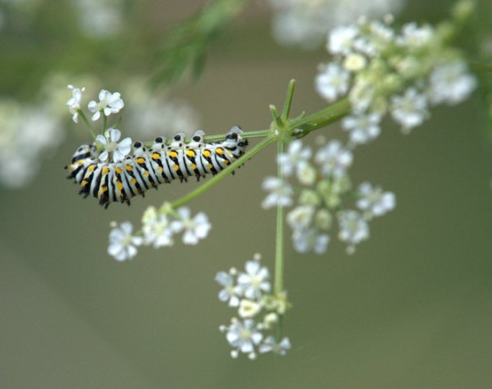 Swallowtail caterpillar on Poison Hemlock_BCNC_LAH_2042