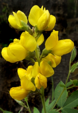 Thermopsis montana - Yellow Pea @EmeraldValley 20089jun23 LAH 002rr