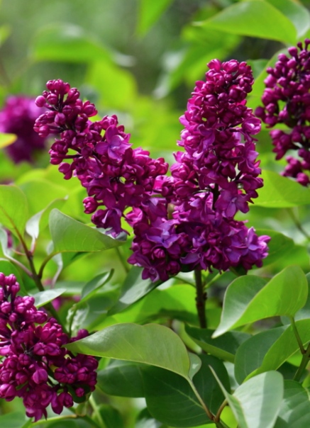 Syringa vulgaris_Lilac 'Mrs. Edward Harding'_DBG-CO_LAH_8702