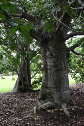Baobob trees