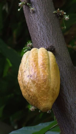 Cacao pod (Theobroma cacao)