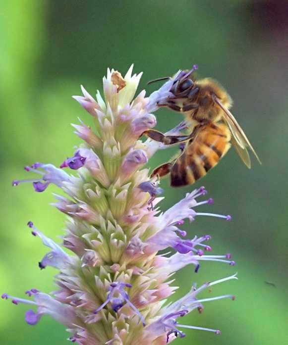 Honeybee on Agastache