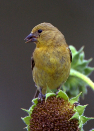 Lesser Goldfinch, 5MR bird