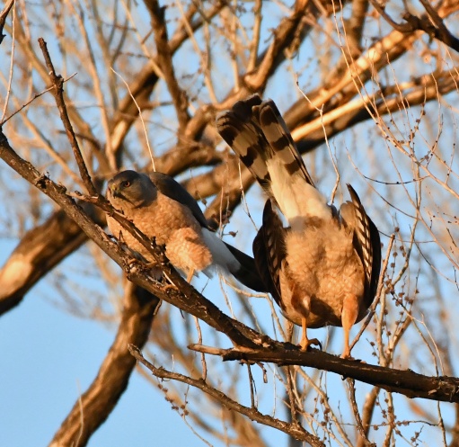 Male (left) and female after mating