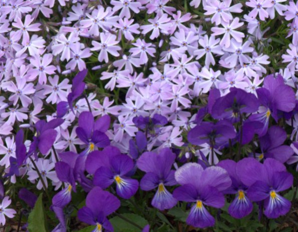 Viola & Phlox_Purple_DBG_LAH_5161