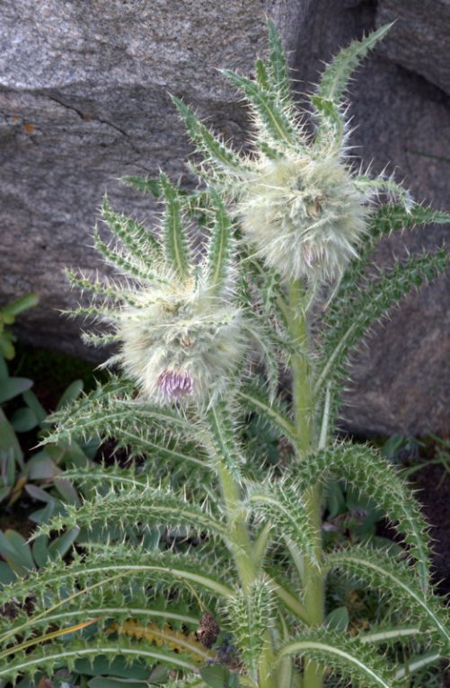 Wooly Thistle_MtEvans-CO_LAH_6929