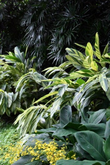 BotanicGardens-Singapore_LAH_7728